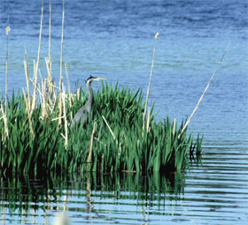 Goose Creek Marsh