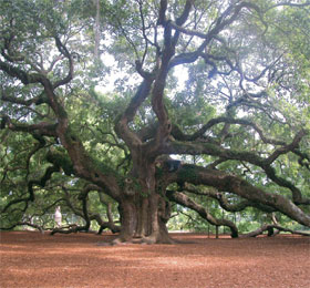 Johns Island - Angel Tree